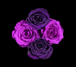 checkered_purple_plum