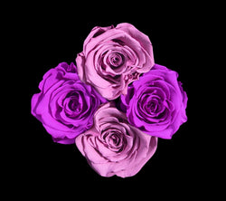 checkered_purple_lavender