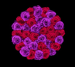 checkered_purple_red